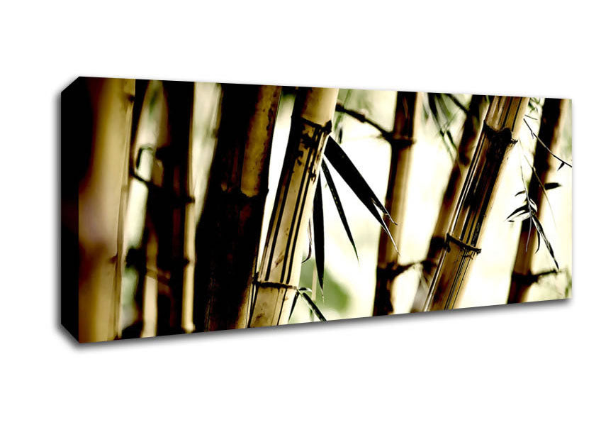 Picture of Bamboo Stalks Panoramic Canvas Wall Art