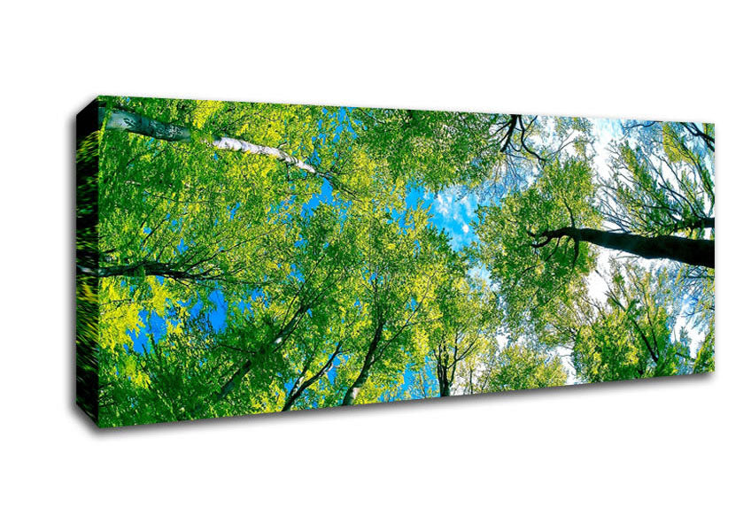 Picture of Forest Sky View Panoramic Canvas Wall Art