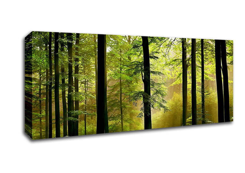 Picture of Green Forest Mist Panoramic Canvas Wall Art