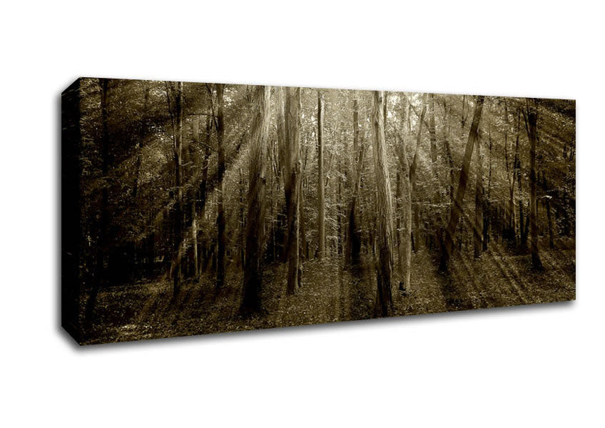 Picture of Stunning Chocolate Sunbeams Panoramic Canvas Wall Art