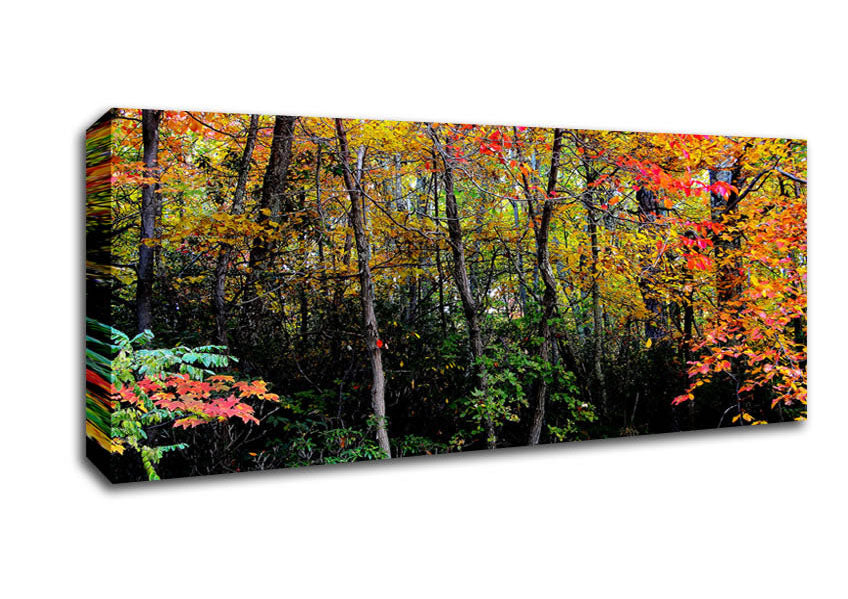 Picture of Stunning Colourful Autumn Forest Panoramic Canvas Wall Art