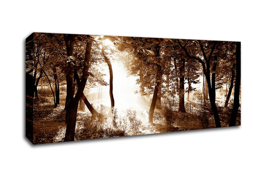 Picture of Cocoa Sunbeam Forest Panoramic Canvas Wall Art