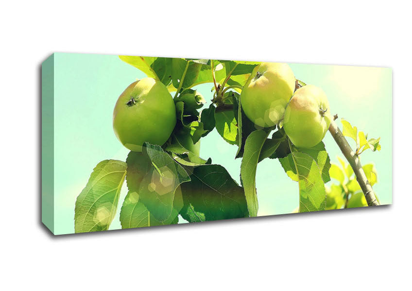 Picture of Apple Tree Panoramic Canvas Wall Art