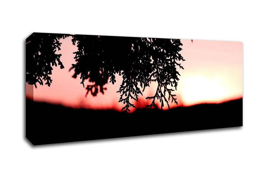 Picture of Pine Shrubs In Sunset Panoramic Canvas Wall Art