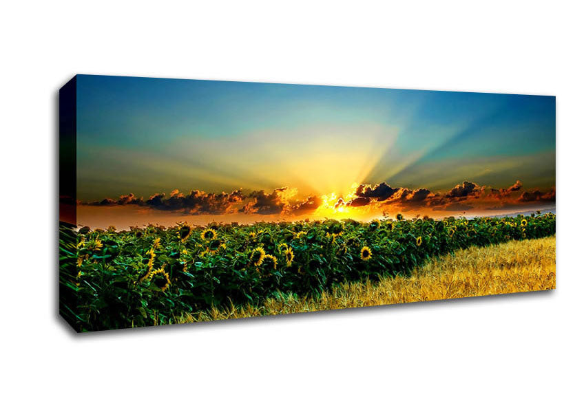 Picture of Sunflower Field Sunset Panoramic Canvas Wall Art