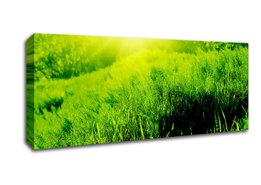 Picture of Sunbeam Meadow Panoramic Canvas Wall Art