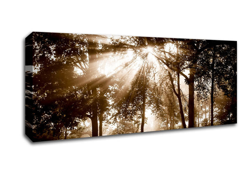 Picture of Sunrays Through The Chocolate Woodland Panoramic Canvas Wall Art