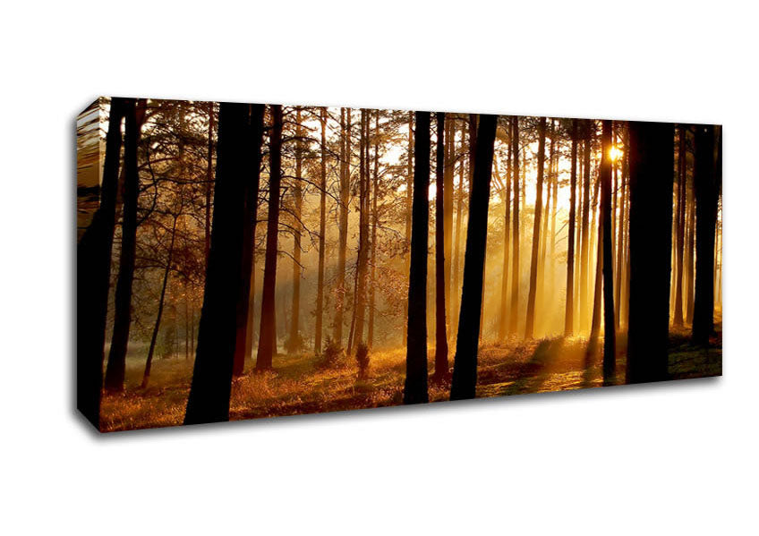 Picture of Morning Woodland Sun Mist Panoramic Canvas Wall Art