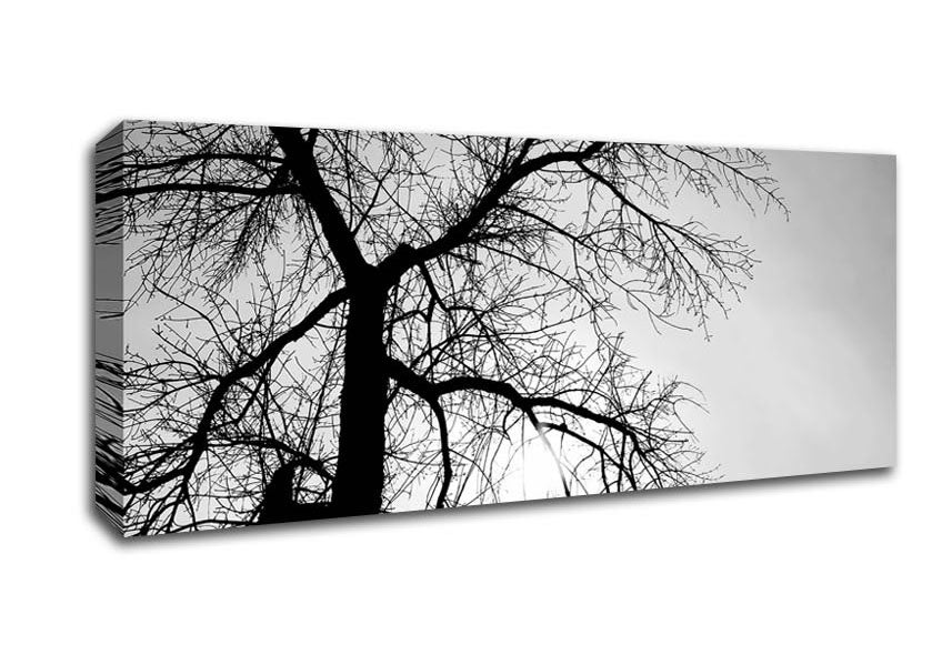 Picture of Winter Branches In The Sun B n W Panoramic Canvas Wall Art