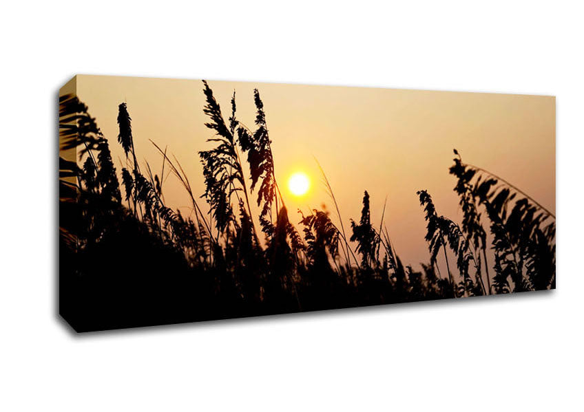 Picture of Sun Through The Reeds Panoramic Canvas Wall Art