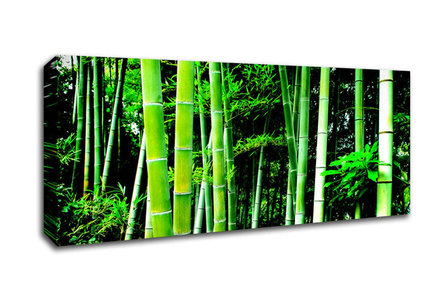 Picture of Green Bamboo Galour Panoramic Canvas Wall Art