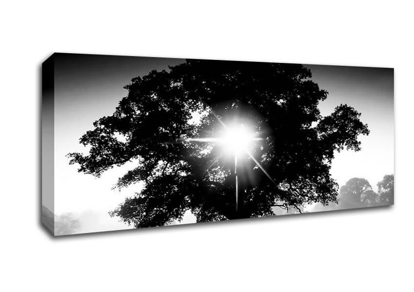 Picture of Sun Through The Tree B n W Panoramic Canvas Wall Art