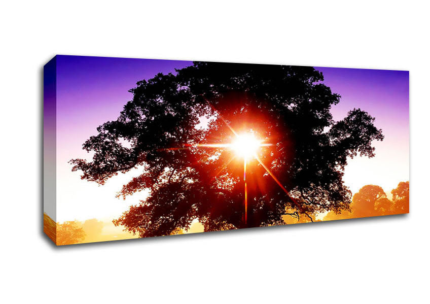 Picture of Sun Burst Through The Tree Panoramic Canvas Wall Art