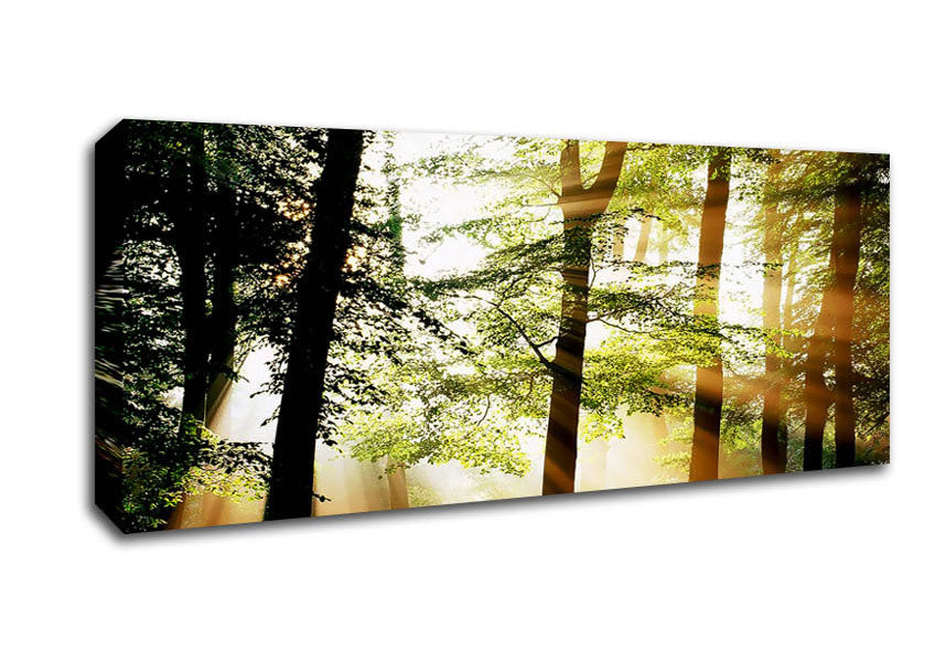 Picture of Treeline Sunbeam Panoramic Canvas Wall Art