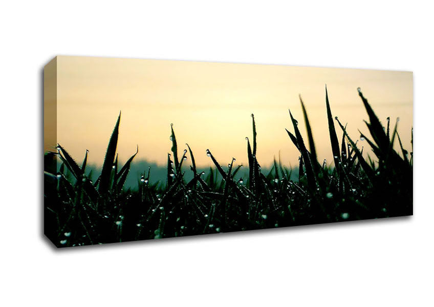 Picture of Green Dew Grass In The Morning Light Panoramic Canvas Wall Art