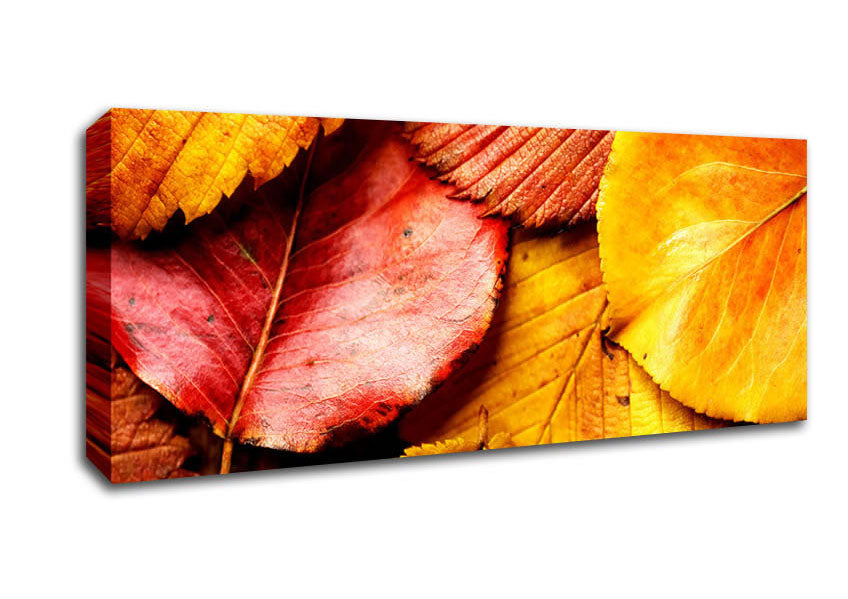 Picture of Beautiful Autumn Leaves Panoramic Canvas Wall Art