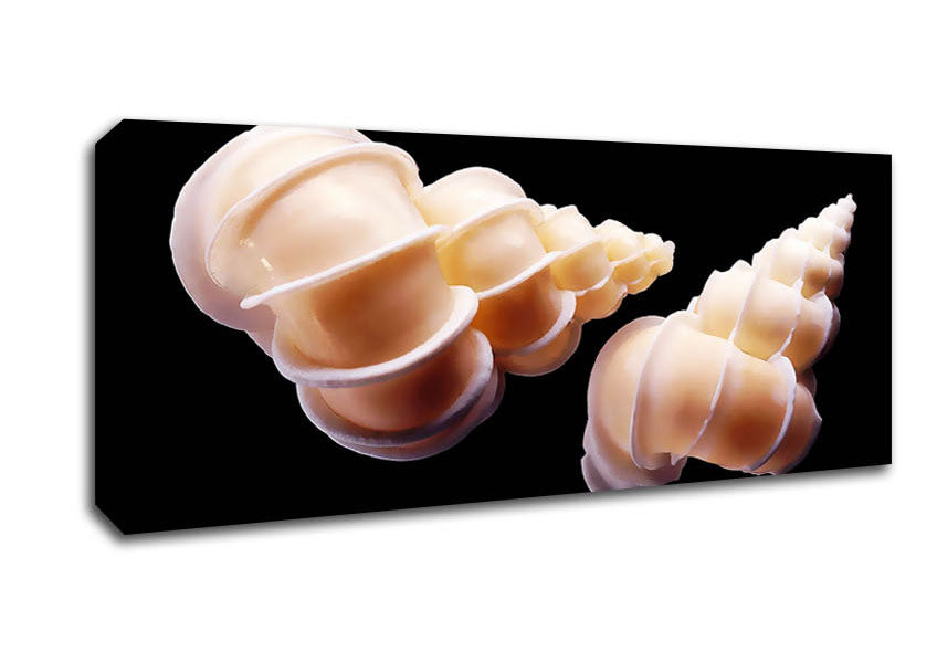 Picture of Beautiful Shell Duo Panoramic Canvas Wall Art