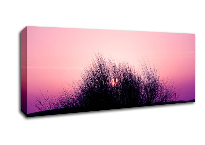 Picture of The Sun Reeds Pink Panoramic Canvas Wall Art