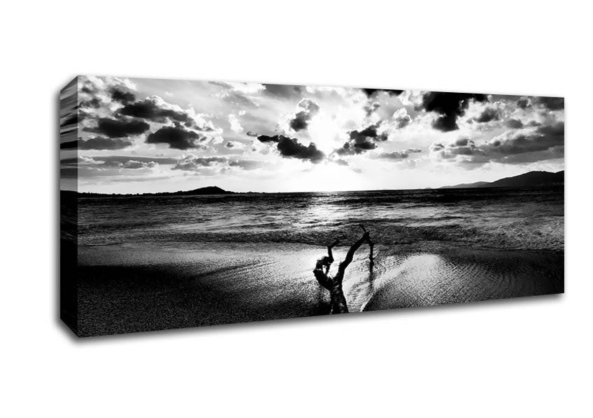 Picture of Driftwood B n W Panoramic Canvas Wall Art