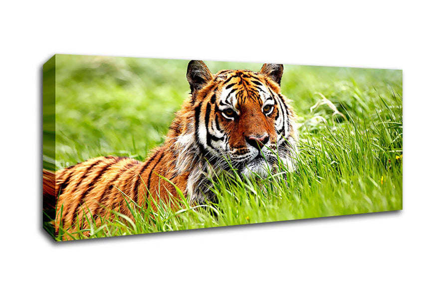 Picture of Amazing Siberian Tiger Panoramic Canvas Wall Art