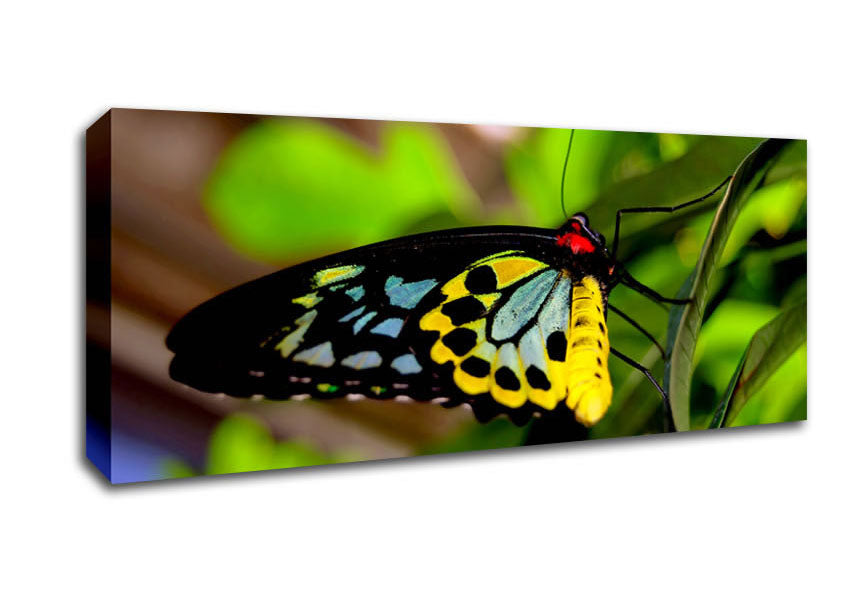 Picture of Beautiful Colourful Butterfly Panoramic Canvas Wall Art