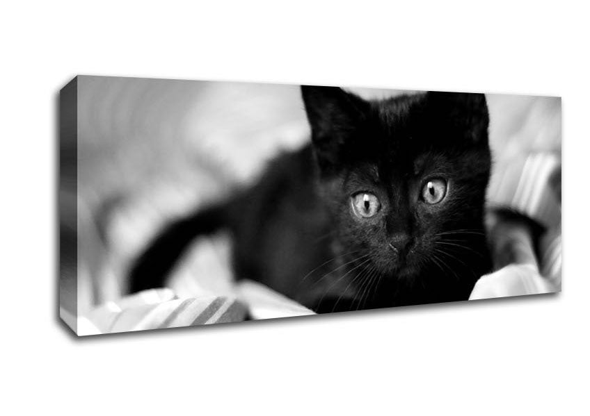 Picture of Black Kitten Panoramic Canvas Wall Art