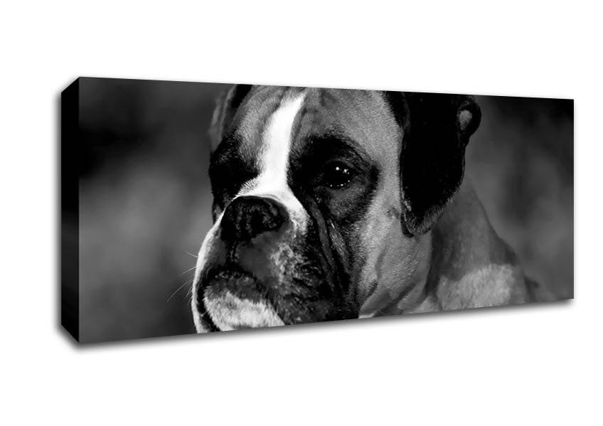 Picture of Boxer Beauty Panoramic Canvas Wall Art