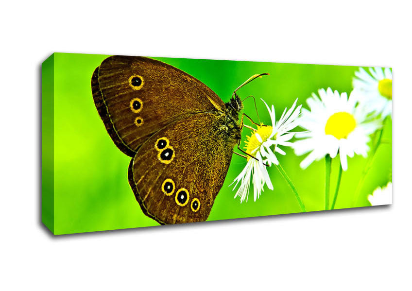 Picture of Butterfly Close Up Panoramic Canvas Wall Art