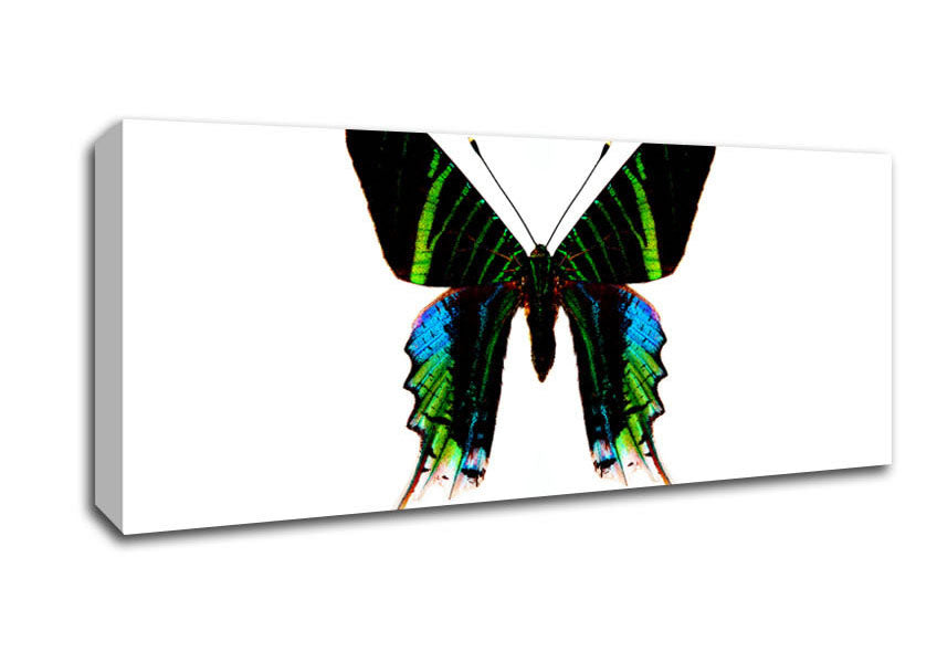 Picture of Butterfly Colours Panoramic Canvas Wall Art