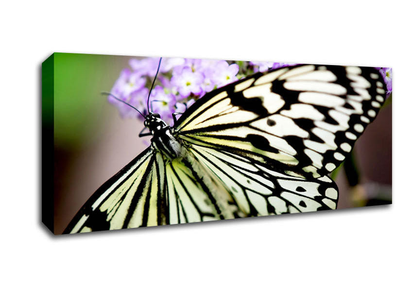 Picture of Butterfly Pattern Panoramic Canvas Wall Art