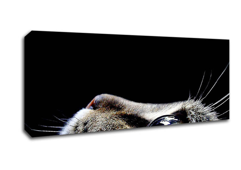 Picture of Cat Eyes Panoramic Canvas Wall Art