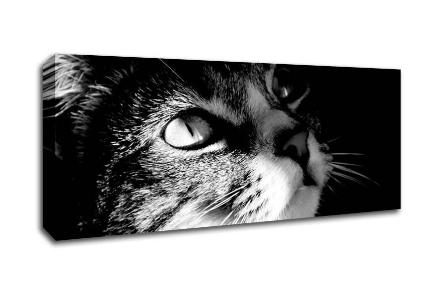 Picture of Cat Love Panoramic Canvas Wall Art