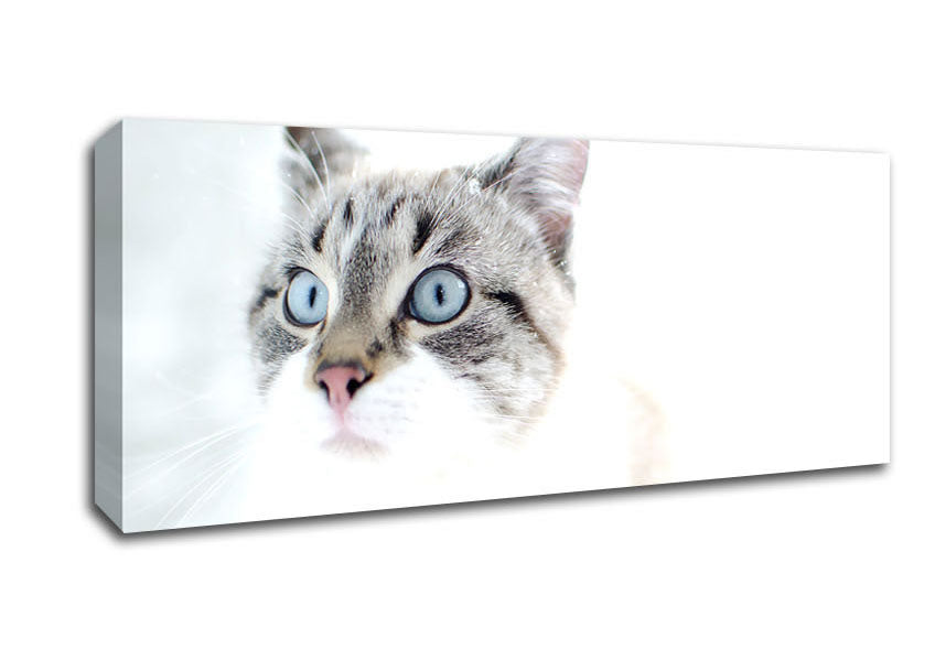 Picture of Cat Snow Panoramic Canvas Wall Art