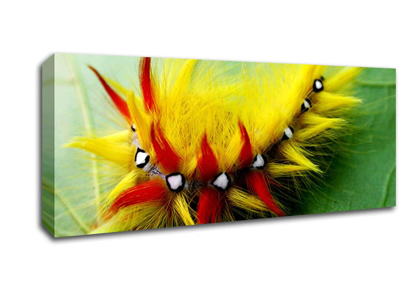 Picture of Caterpillar Beauty Panoramic Canvas Wall Art