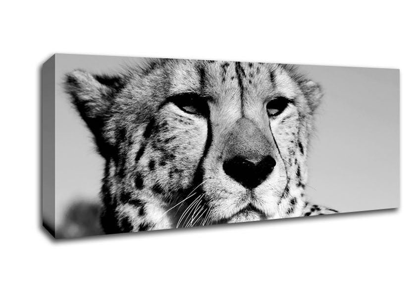 Picture of Cheetah Stare Panoramic Canvas Wall Art