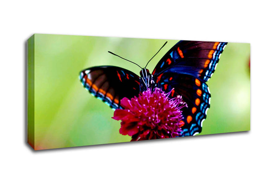 Picture of Colourful Butterfly Flower Panoramic Canvas Wall Art