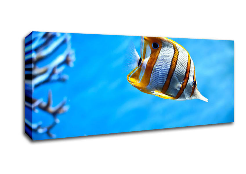 Picture of Copperband Butterfly Fish Panoramic Canvas Wall Art