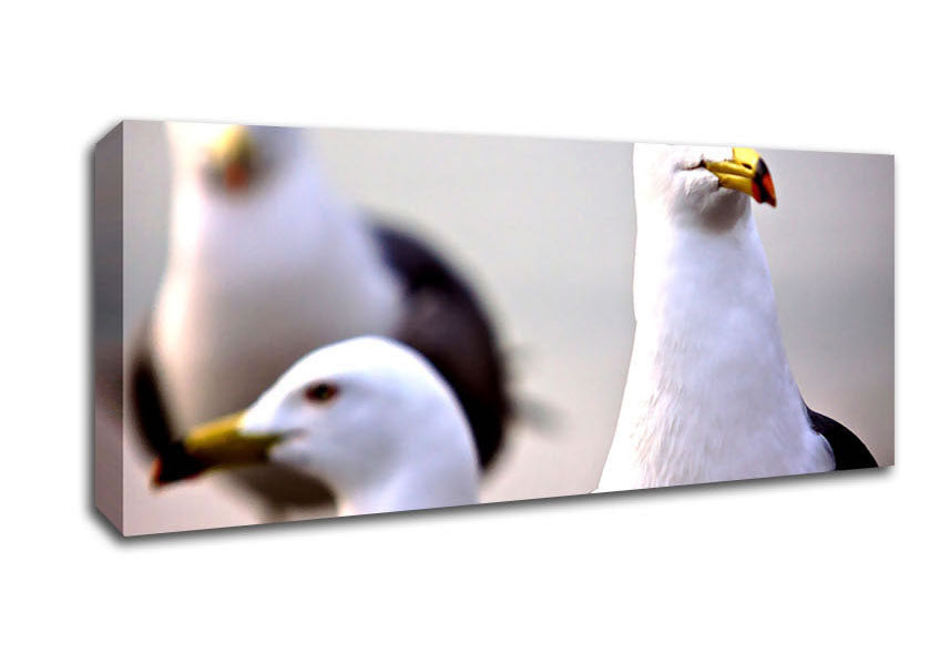 Picture of Curious Seagull Panoramic Canvas Wall Art