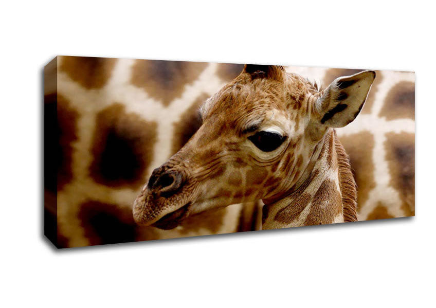 Picture of Cute Giraffe Panoramic Canvas Wall Art