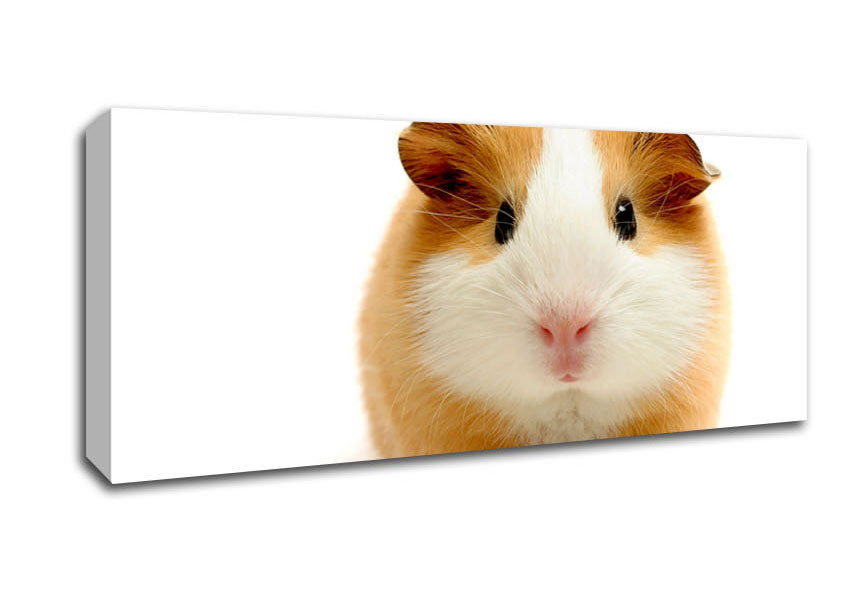 Picture of Cute Guinea Pig Panoramic Canvas Wall Art