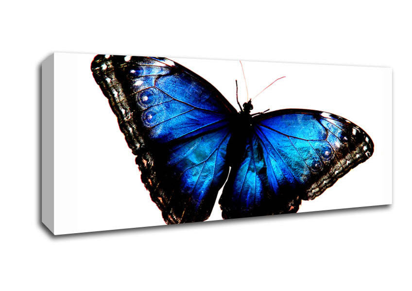 Picture of Diamond Blue Butterfly Wings Panoramic Canvas Wall Art