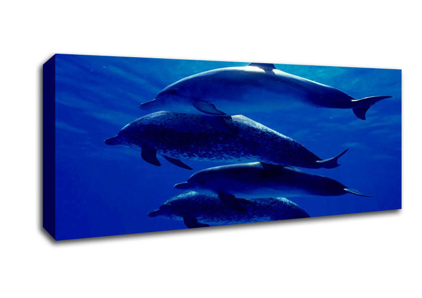 Picture of Dolphin Family Panoramic Canvas Wall Art