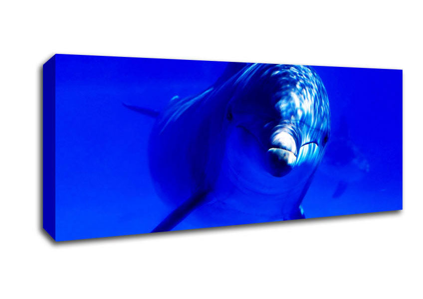 Picture of Dolphins Curiosity Panoramic Canvas Wall Art