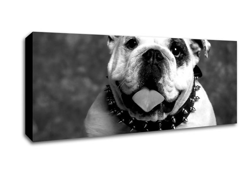 Picture of English Bulldog Panoramic Canvas Wall Art