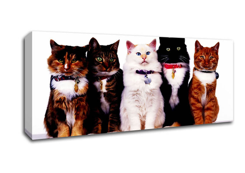 Picture of Family Of Cats Panoramic Canvas Wall Art