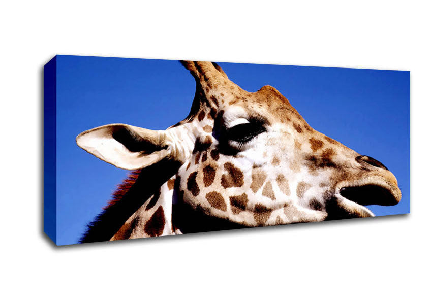 Picture of Giraffe Head Panoramic Canvas Wall Art