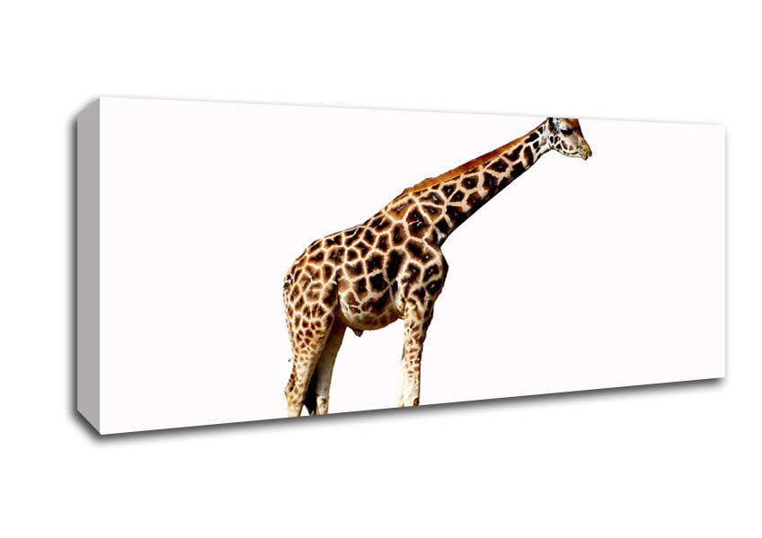 Picture of Giraffe Neck Panoramic Canvas Wall Art