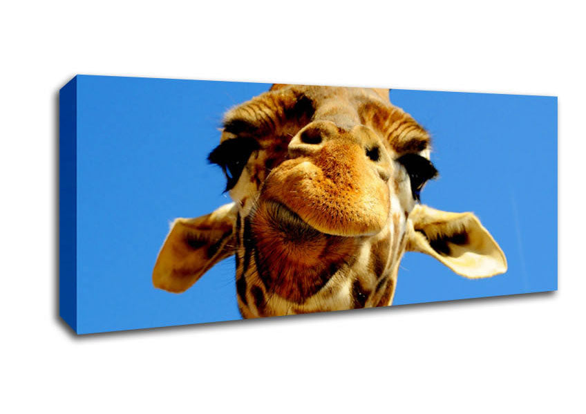 Picture of Giraffe Smile Panoramic Canvas Wall Art