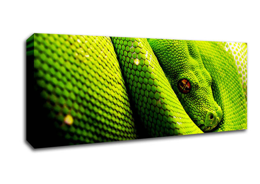 Picture of Green Snake Huddle Panoramic Canvas Wall Art