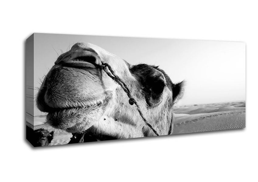 Picture of Heres Looking At You Camel Panoramic Canvas Wall Art